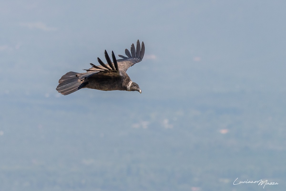 Andean Condor - ML253827861