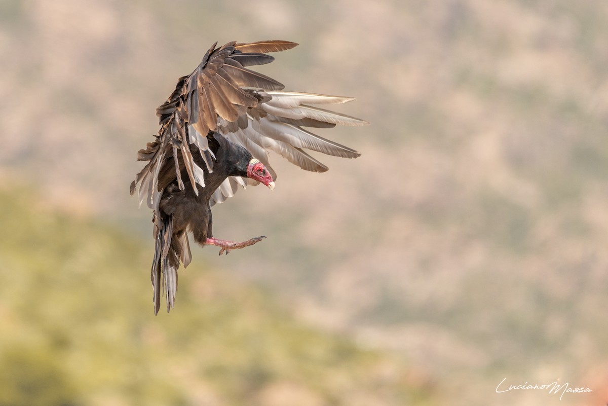 Urubu à tête rouge - ML253827891