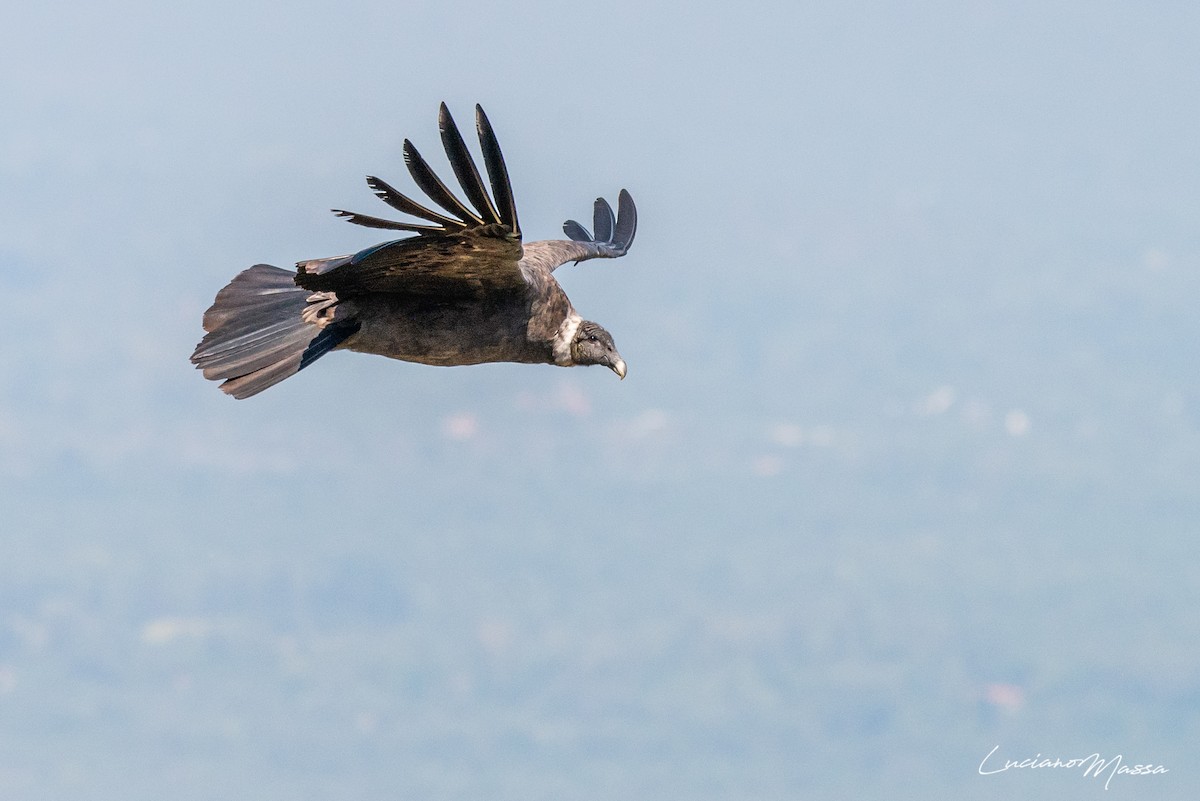 Andean Condor - ML253827901