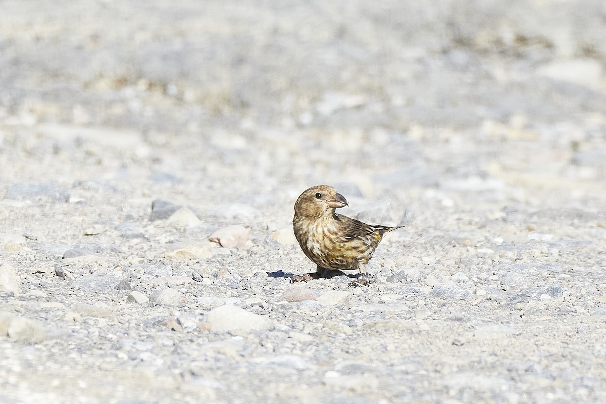 Red Crossbill - mark druziak