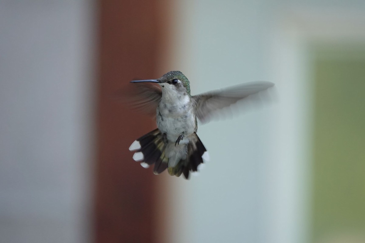 Ruby-throated Hummingbird - Roger smith