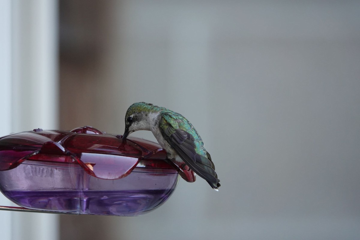 Ruby-throated Hummingbird - Roger smith