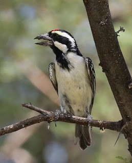 Pied Barbet - Steve James