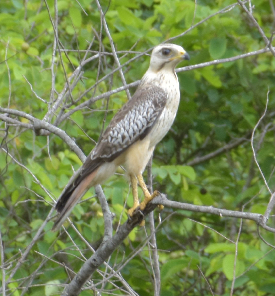 White-eyed Buzzard - ML253839541