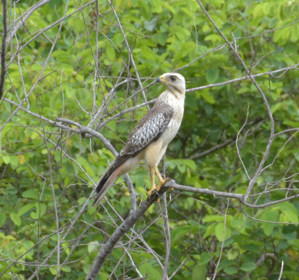 White-eyed Buzzard - ML253839581