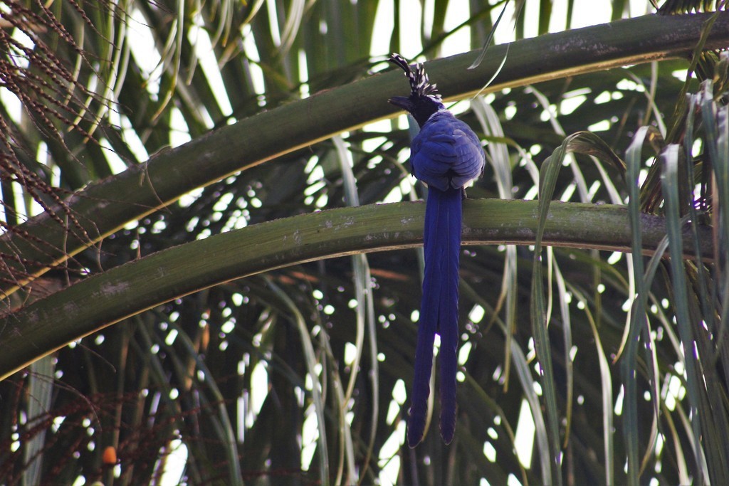 Black-throated Magpie-Jay - David Adame