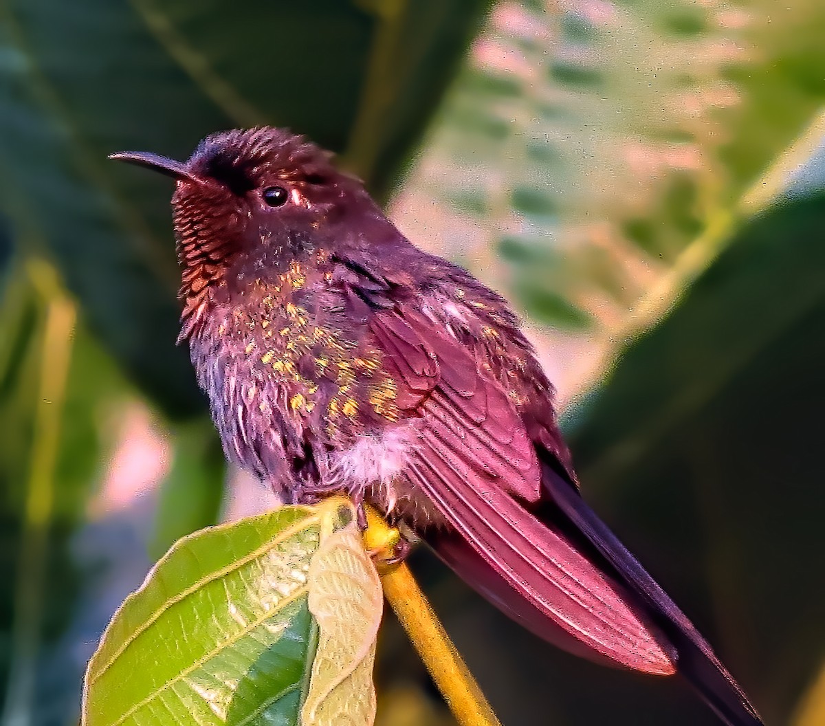 Black-backed Thornbill - ML253841671