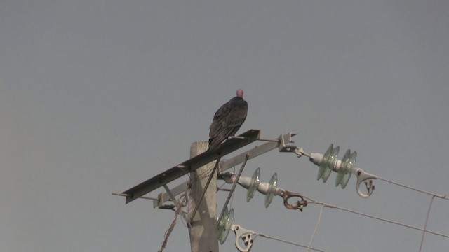 Turkey Vulture (Northern) - ML253842481