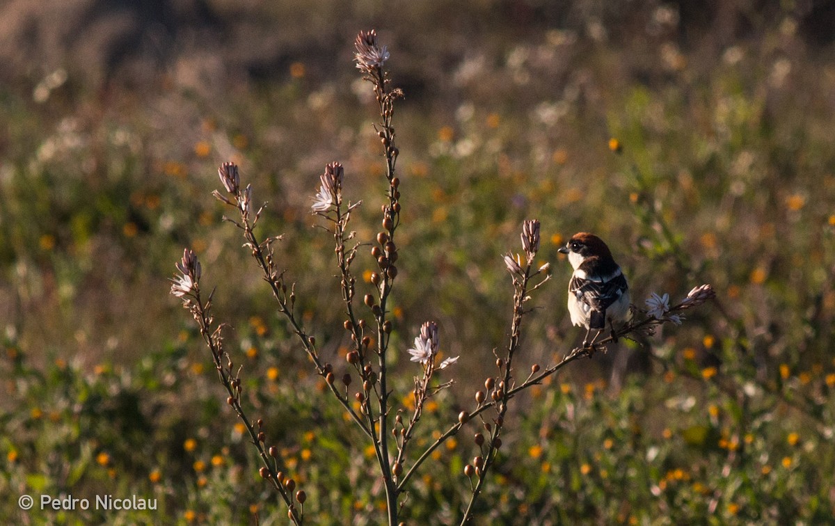 Woodchat Shrike - ML25384271