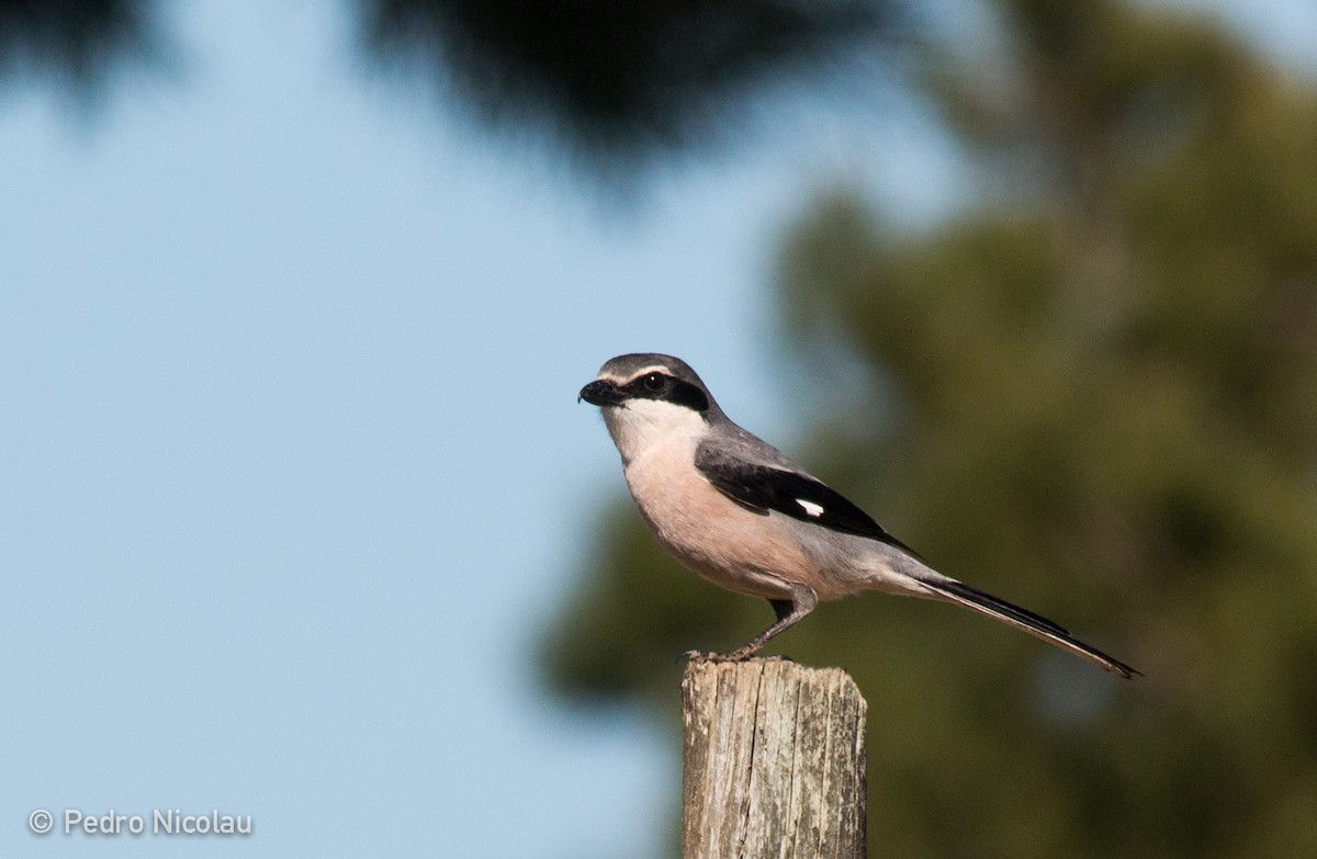 Iberian Gray Shrike - ML25384301