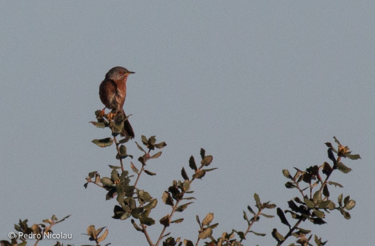 Dartford Warbler - Pedro Nicolau