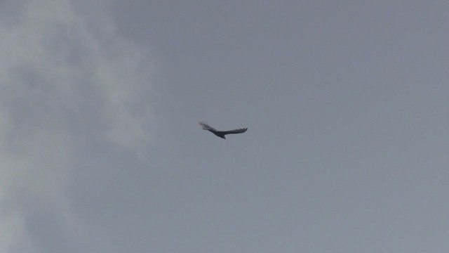 Turkey Vulture (Northern) - ML253843761