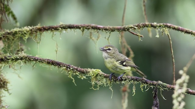 Yellow-winged Vireo - ML253843921