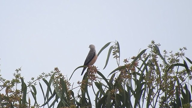 Malabar Starling - ML253845441