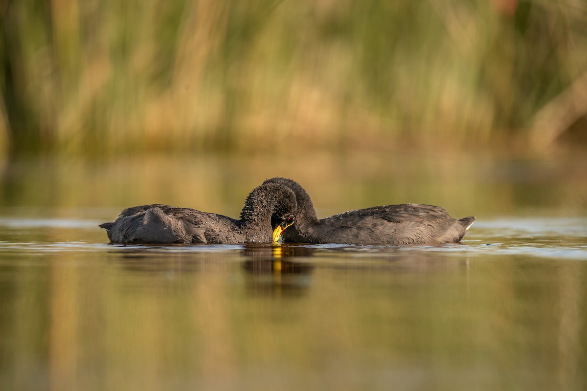 Red-gartered Coot - Luciano Massa