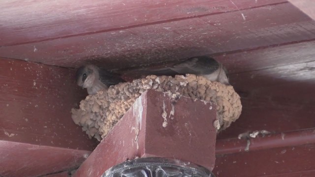 Cave Swallow (Caribbean) - ML253846021