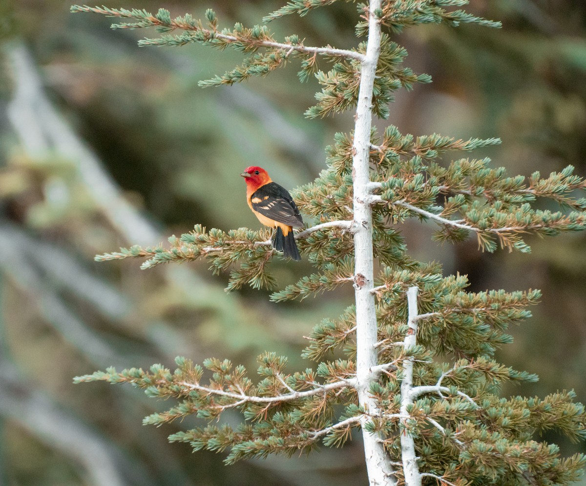 Western Tanager - Tyler MacBeth