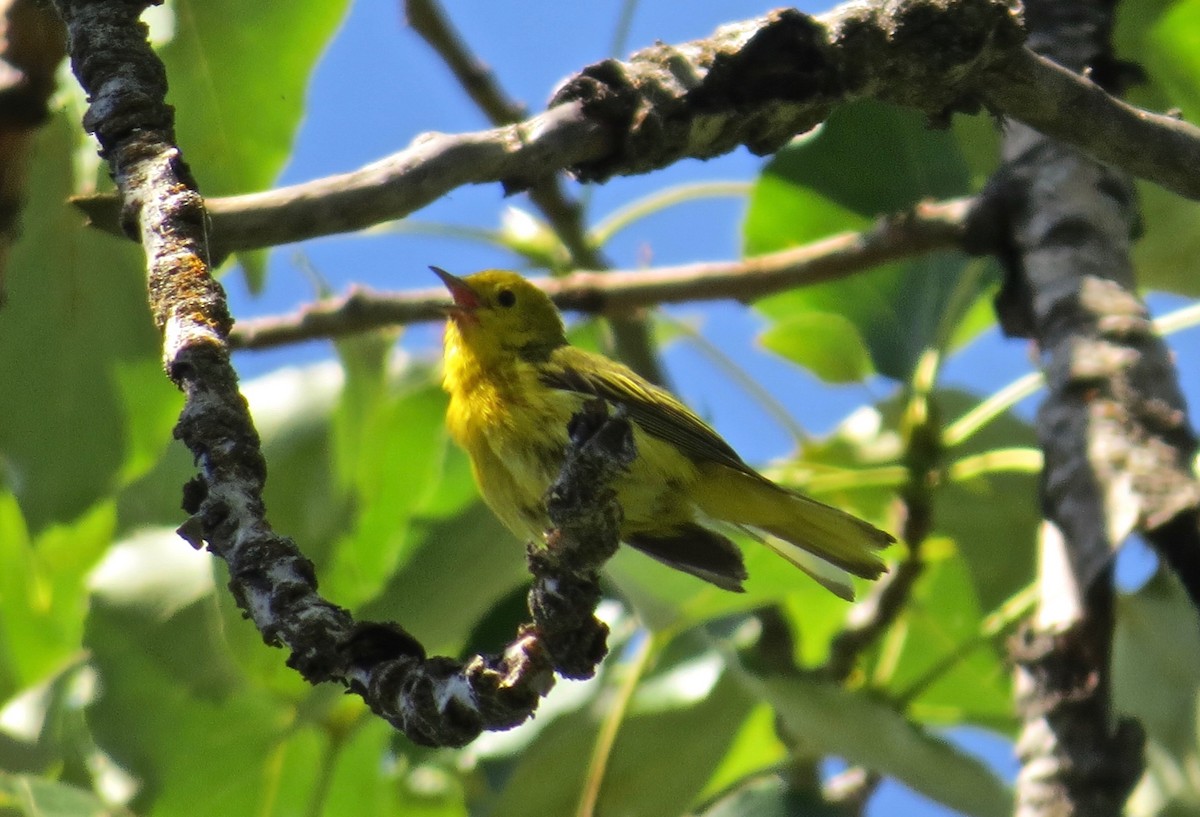 Yellow Warbler - ML253846791