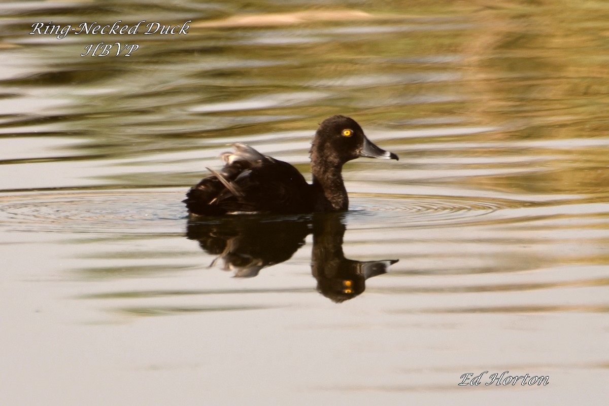 Ring-necked Duck - ML253847001