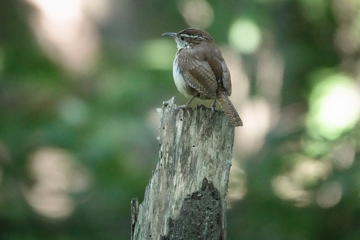 Carolina Wren - ML253847071
