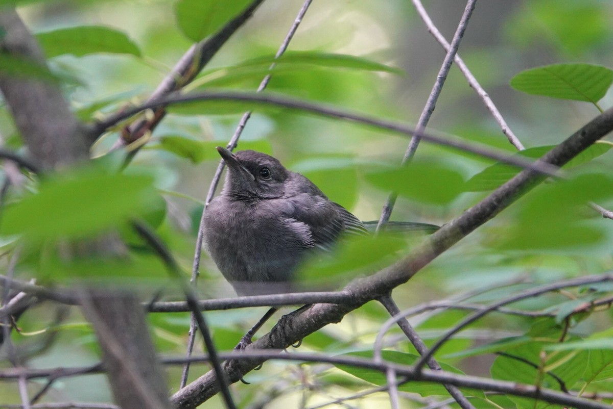 Gray Catbird - ML253847561