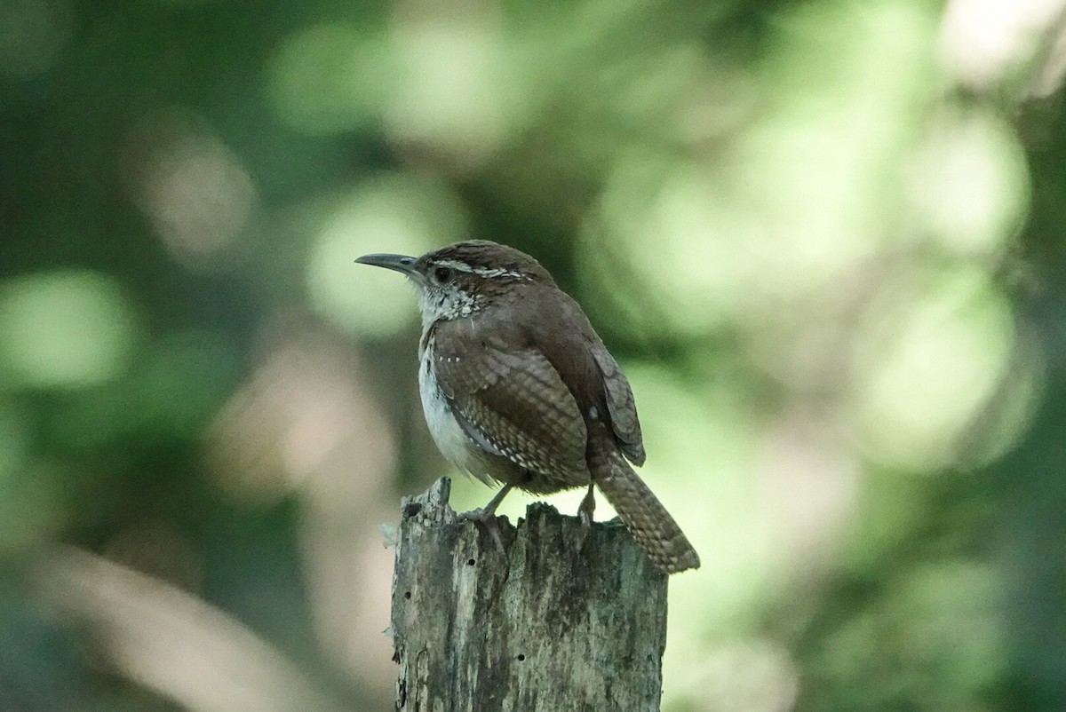Carolina Wren - ML253847941