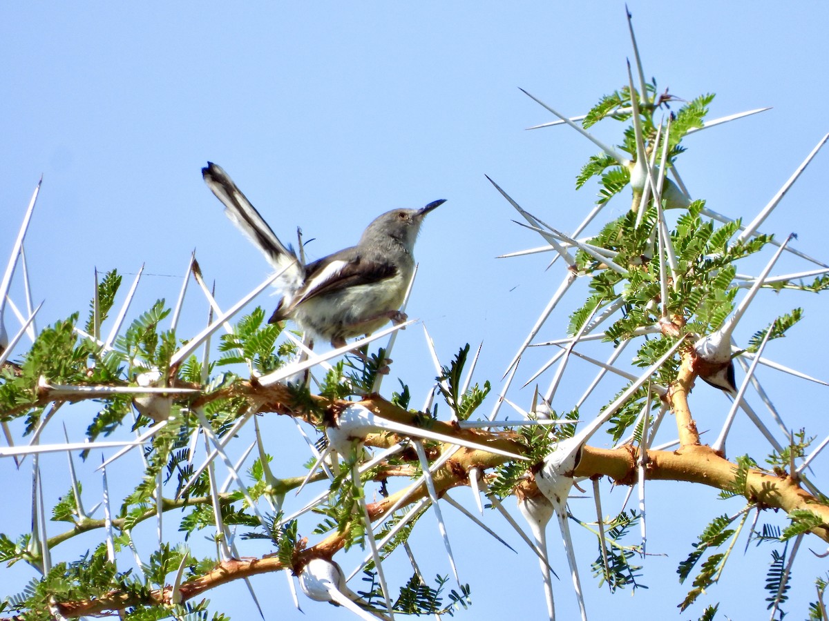 Karamoja Apalis - ML253848231