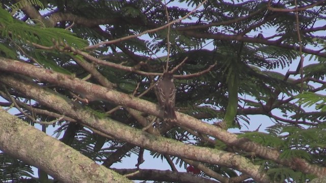 Tyran tête-police (groupe caudifasciatus) - ML253849151