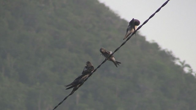 キューバムラサキツバメ - ML253849601