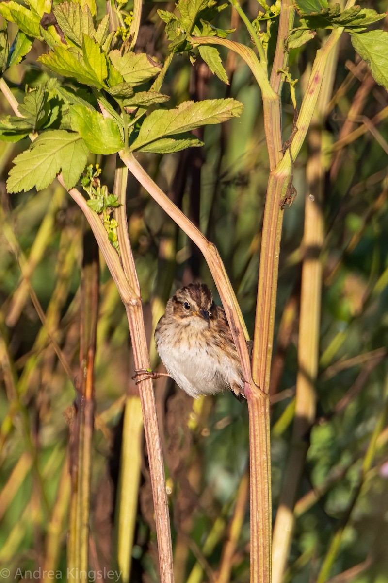 Swamp Sparrow - Andrea Kingsley