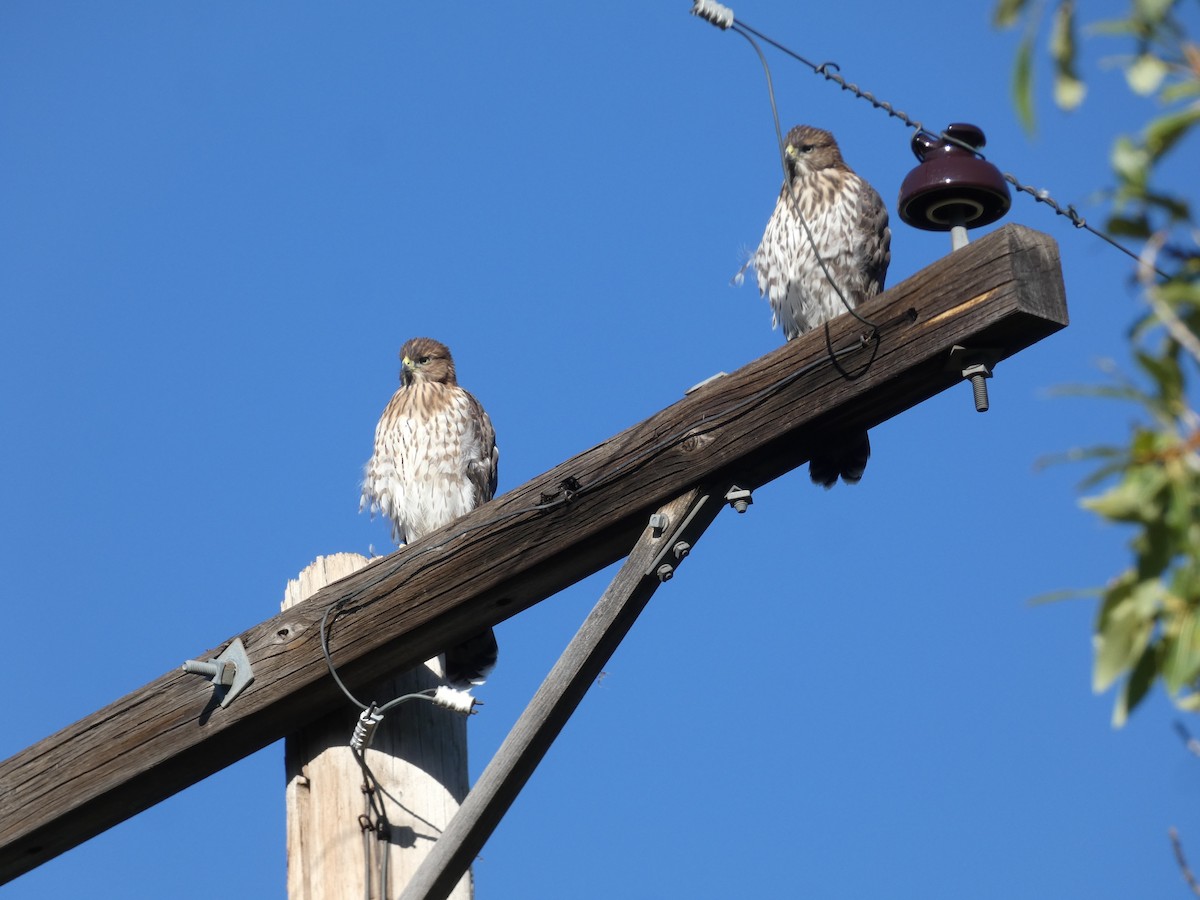 Cooper's Hawk - ML253849901