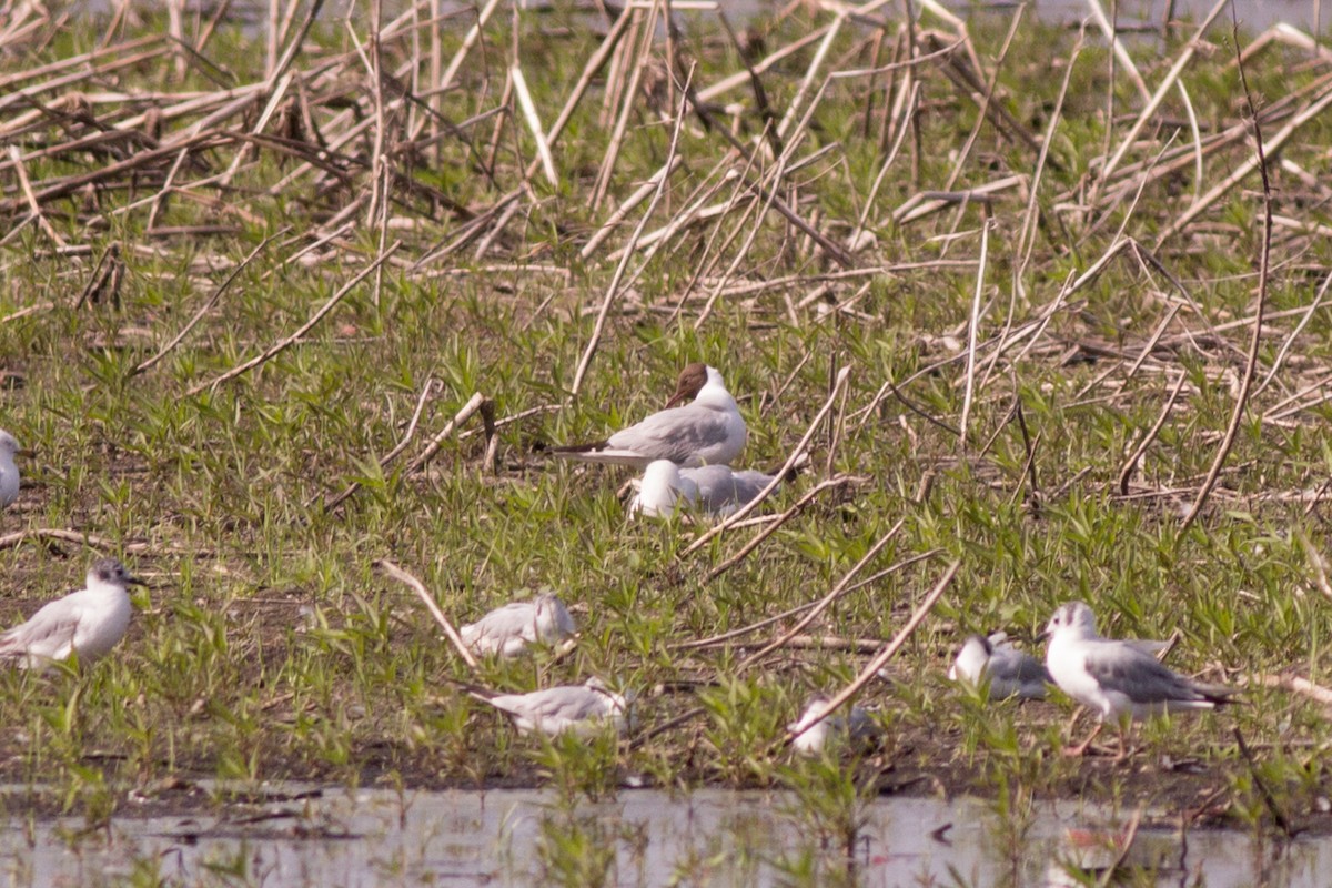 Black-headed Gull - ML253851321