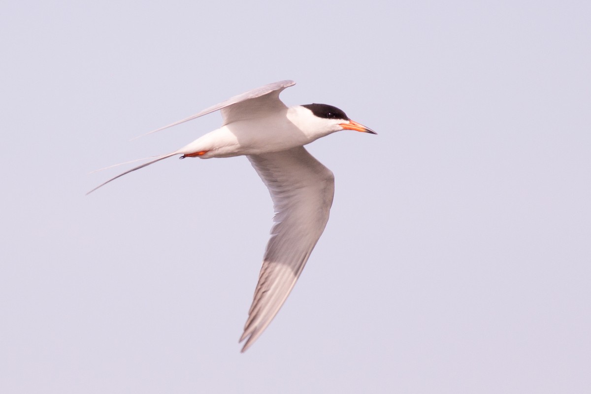 Forster's Tern - Evan Griffis