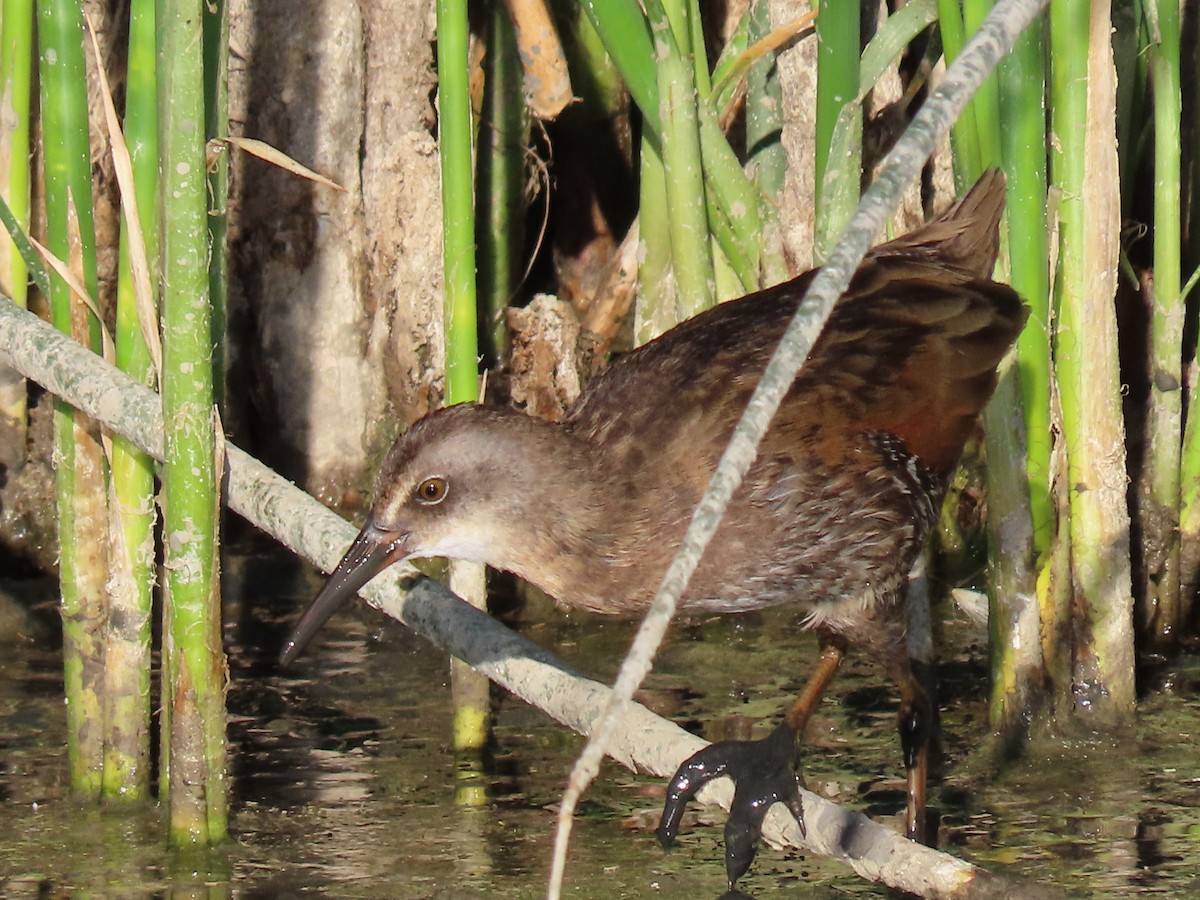 Virginia Rail - ML253851891