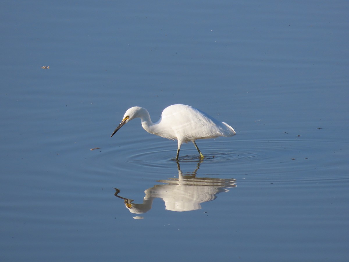 Great Egret - ML253852121