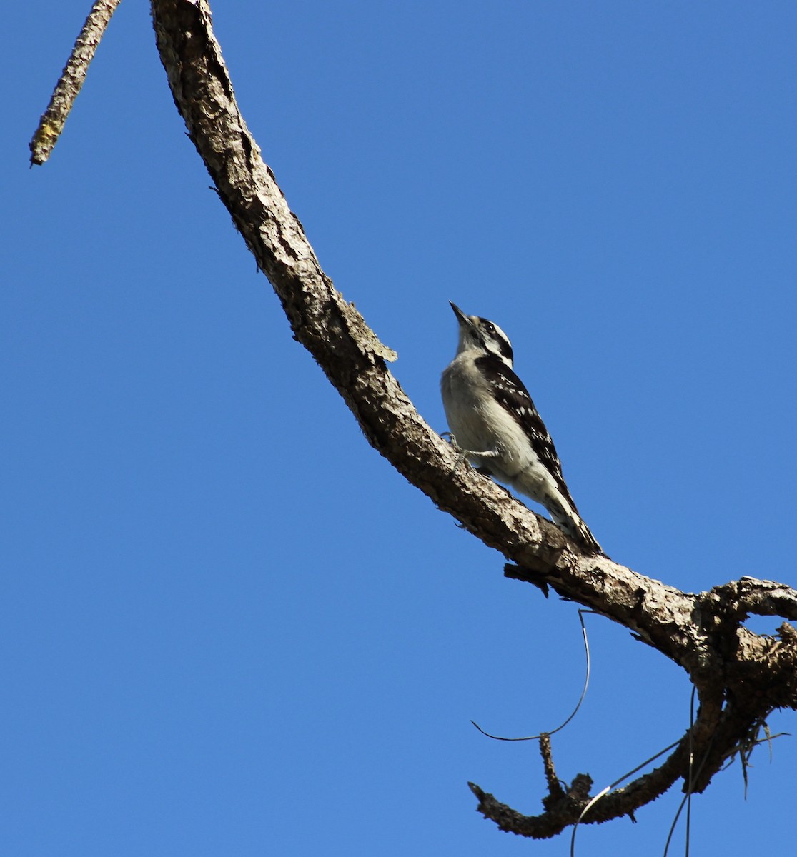 Downy Woodpecker - ML253852151