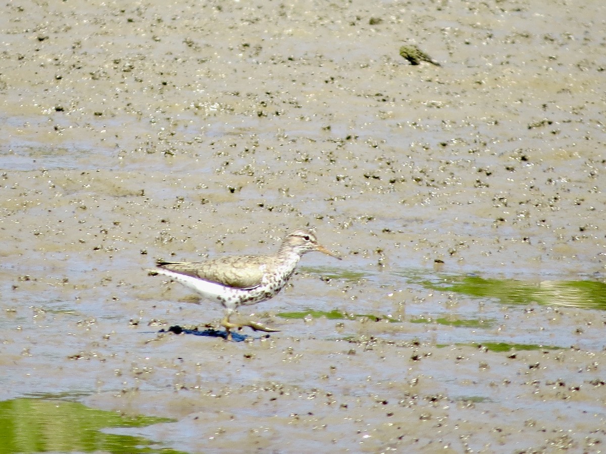 Spotted Sandpiper - ML253853711