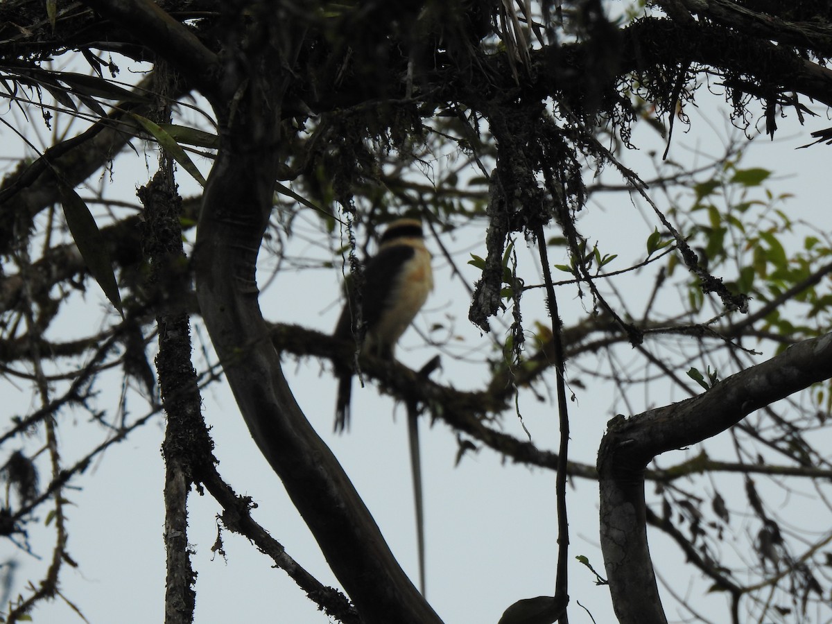 Laughing Falcon - ML253857491