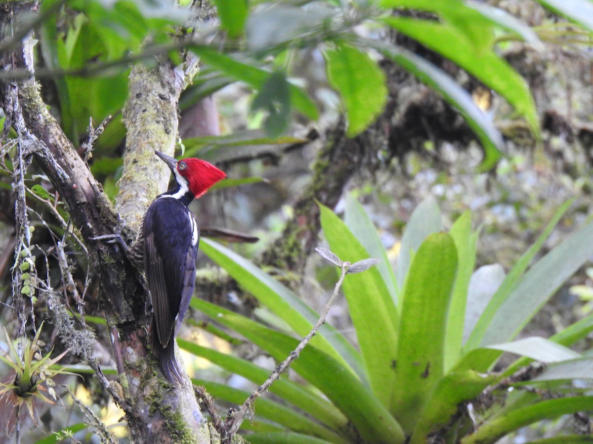 Guayaquil Woodpecker - ML253857701