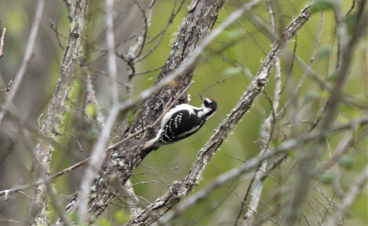 Hairy Woodpecker - ML253857781