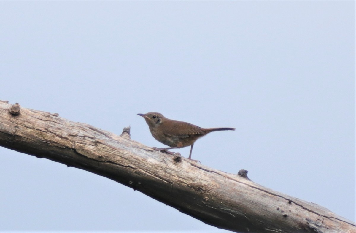 Northern House Wren - ML253858191