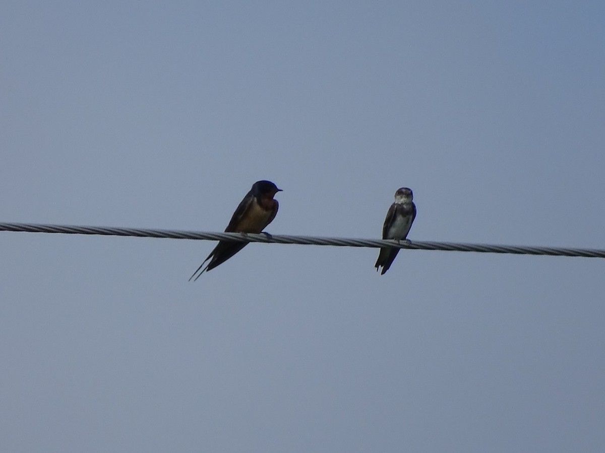 Bank Swallow - ML253858681