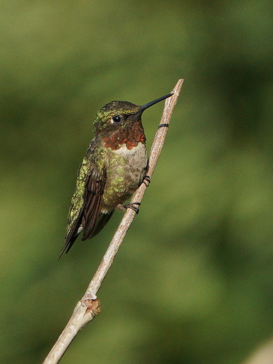 Ruby-throated Hummingbird - Lee Funderburg
