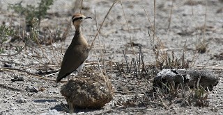 Temminck's Courser - ML253860151