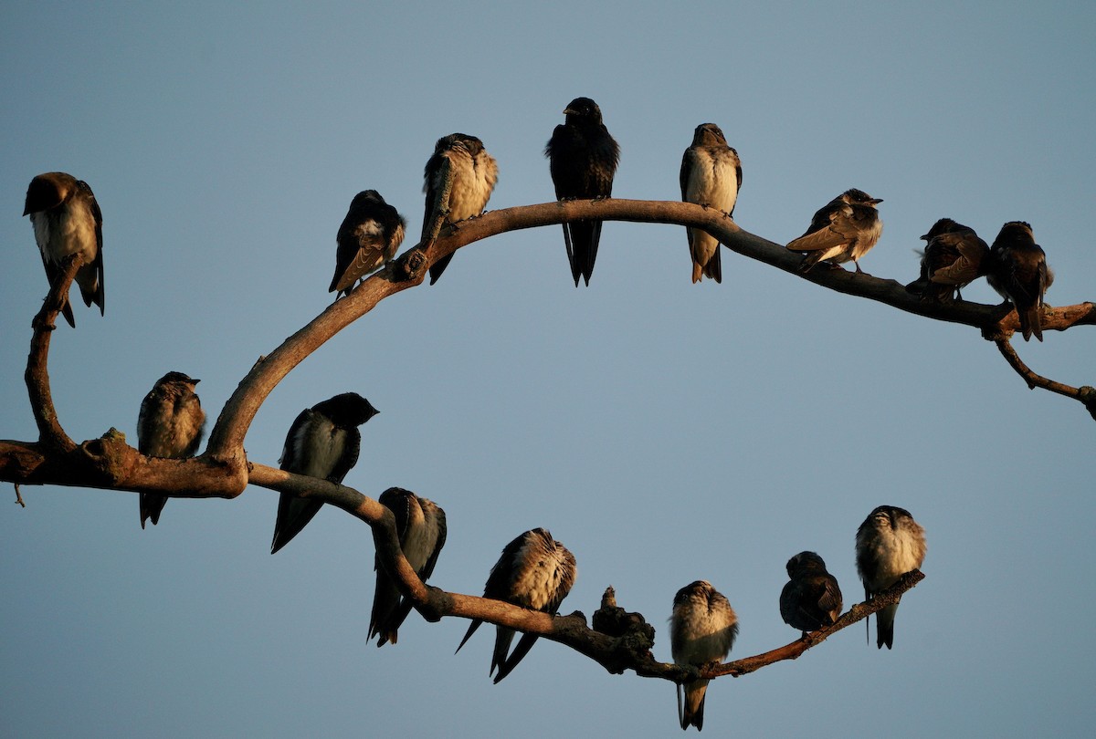 Purple Martin - ML253861961