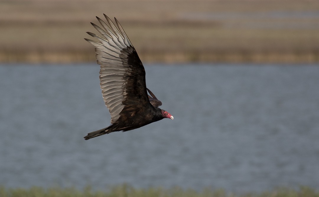 Turkey Vulture - Nic Webster