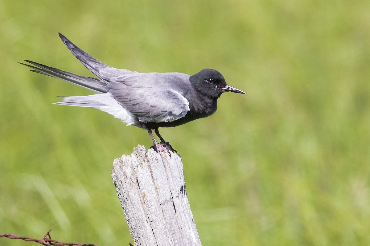 Black Tern (American) - Ethan Denton