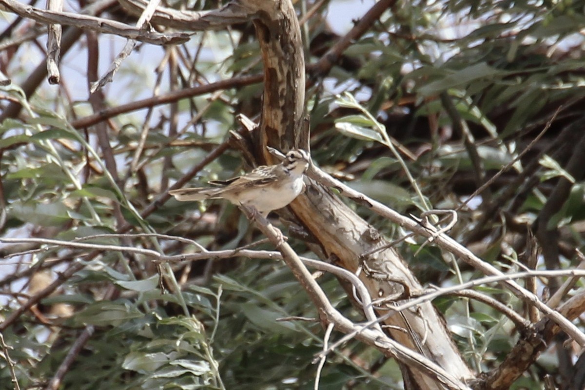 Lark Sparrow - ML253864471