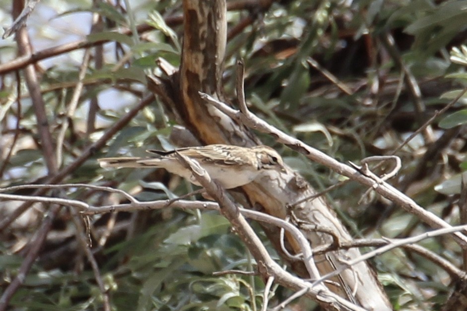 Lark Sparrow - ML253864481