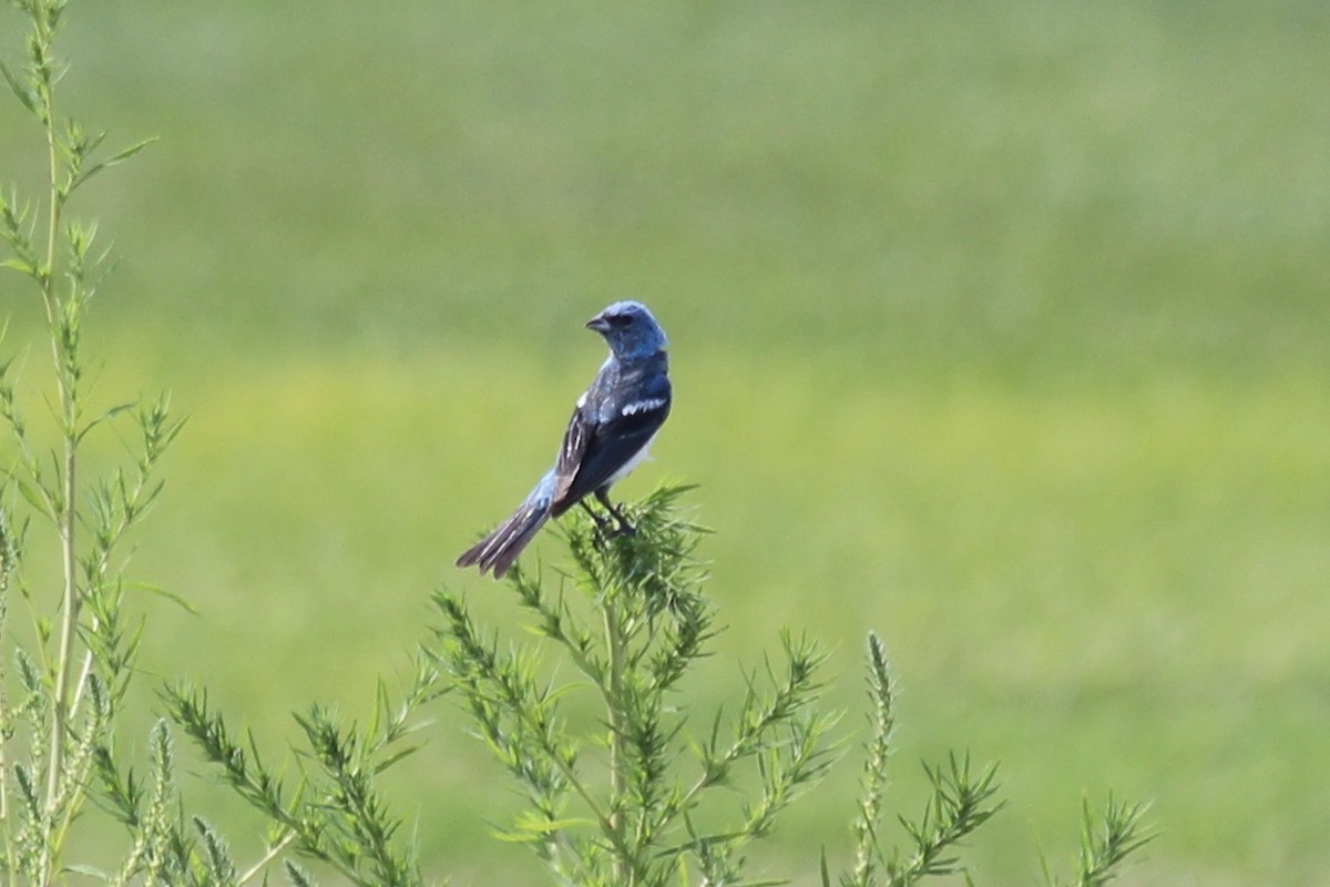 Lazuli x Indigo Bunting (hybrid) - ML253865841